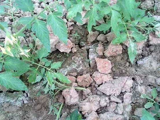 土壤盐渍化发生原因及危害,解决土壤盐害的最好方法