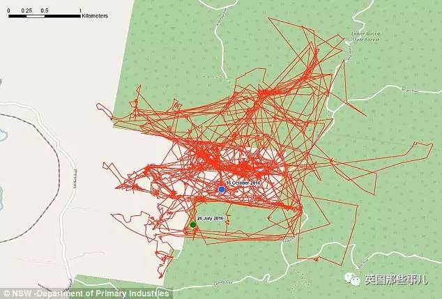 “呆萌猫”连袋鼠都吃，统治300公里｜喵族的真相