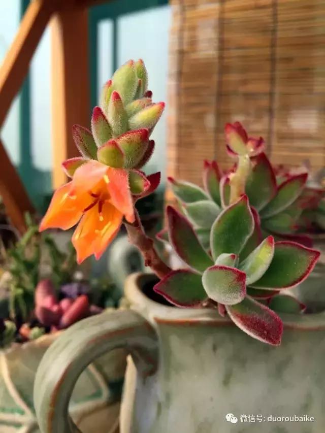 那些年我养过的多肉,这些年养过的花花草草