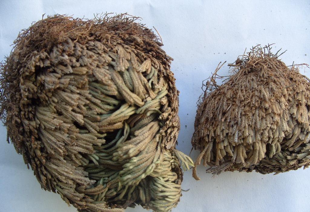 九死还魂草生长期,九死还魂草干枯多少年