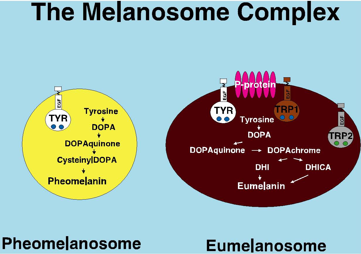 熊猫怎么才能拍出彩色照片,熊猫拍彩色照片