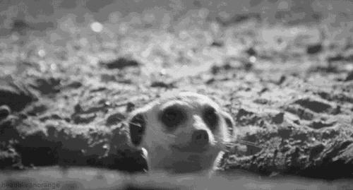 广州长隆野生动物园真实评价,广州长隆野生动物园讲解动物