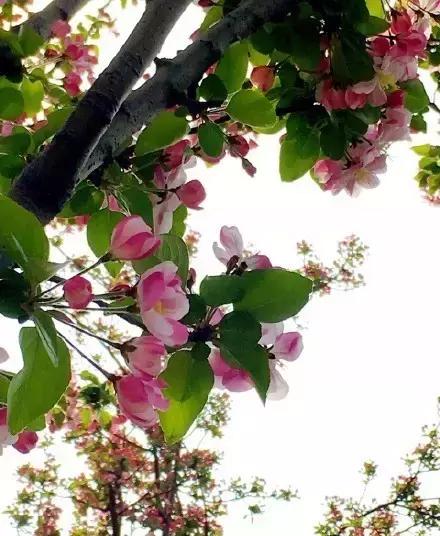 美爆了春天好去处,天津春天赏花的地方有哪些推荐