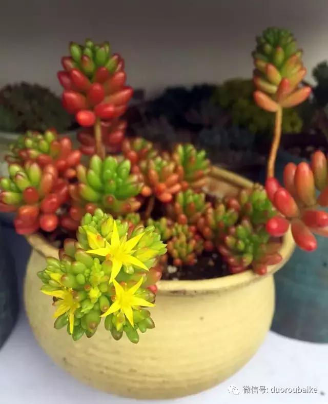那些年我养过的多肉,这些年养过的花花草草