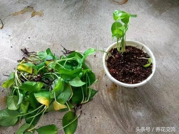 烂根的绿萝怎么补救,刚种绿萝烂根最好的处理方法