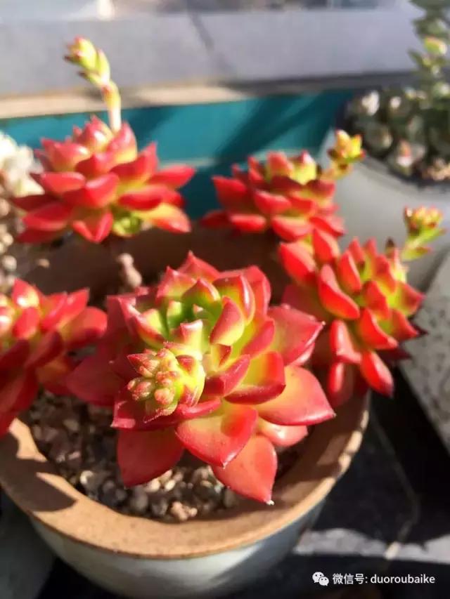 那些年我养过的多肉,这些年养过的花花草草