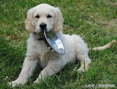 狗狗饿了有什么表现,饿狗狗会记住教训吗