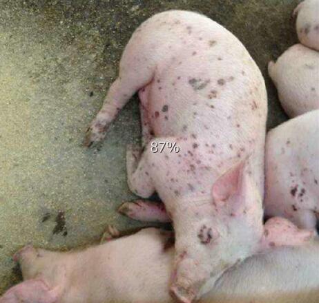 猪圆环病毒治疗,猪圆环病毒的最佳治疗方案