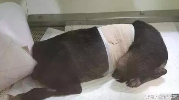 狗狗误食后浑身发抖,狗狗误食骨头拉肚怎么办