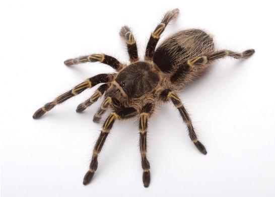 关于蜘蛛的一些可怕的事实