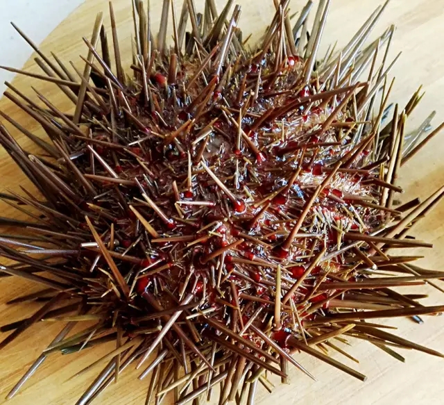 海胆营养丰富,海胆营养辅食有哪些做法