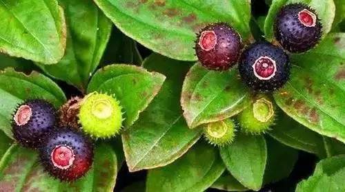 小时候山上的野果你还记得多少,还记得小时候这些野果吗