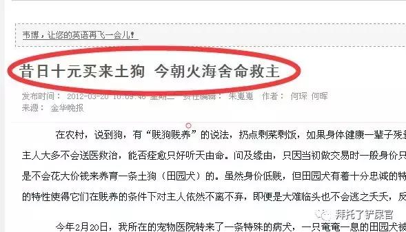 日本土狗为什么那么可爱,日本土狗是柴犬还是秋田犬