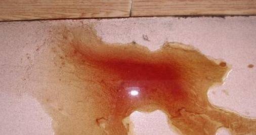 我是怎样把狗养死的：狗狗偷吃了1斤葡萄，差点被死神带走