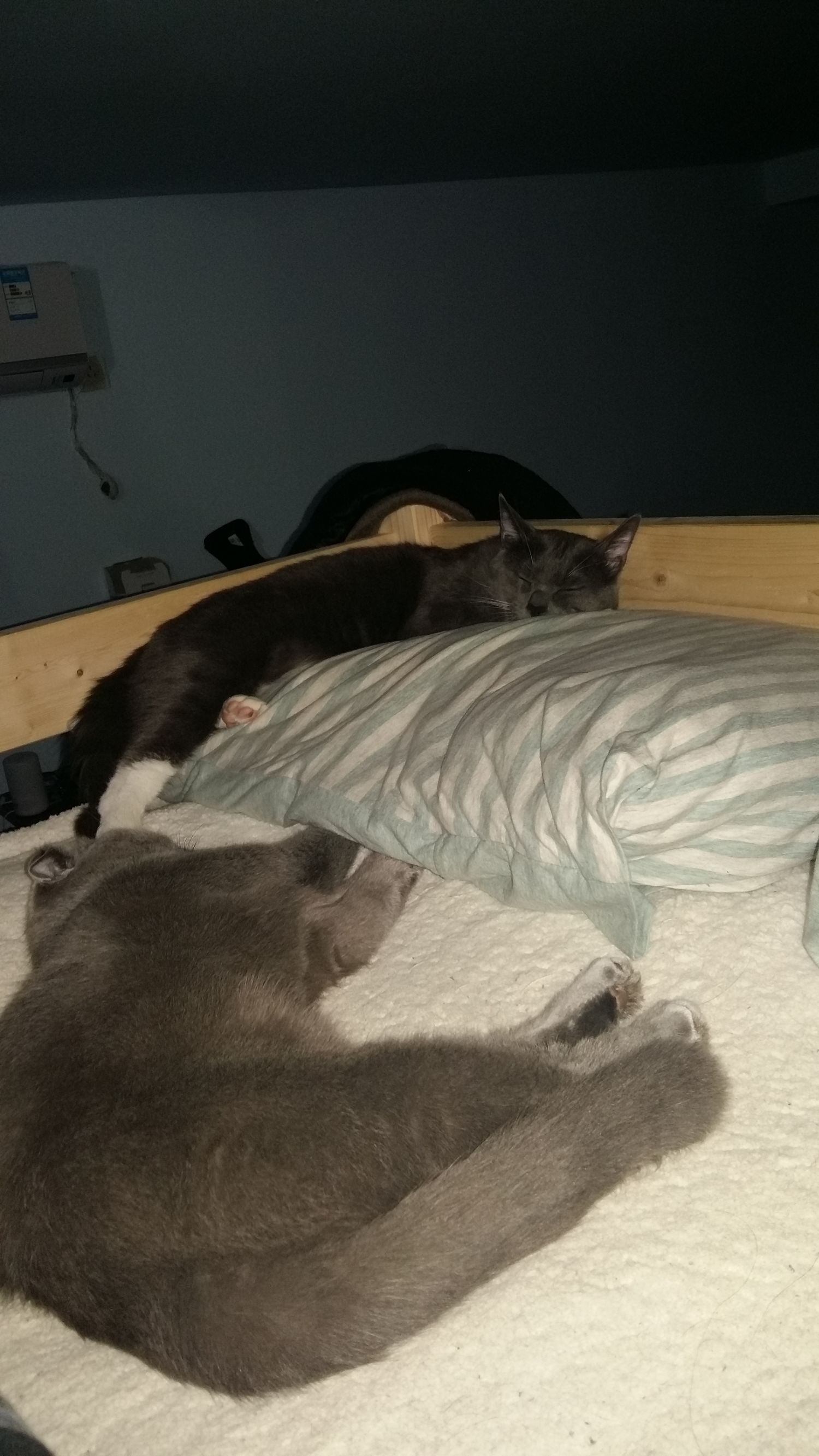 喵星人一觉醒来,喵星人在哪里都能睡得着