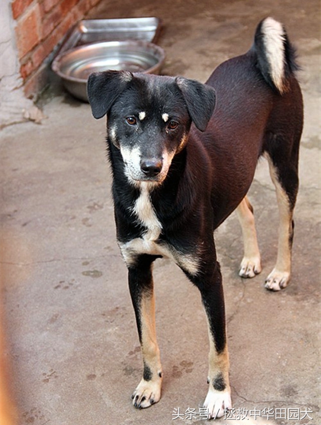 四眼中华田园犬土狗,四眼土狗不立耳的样子