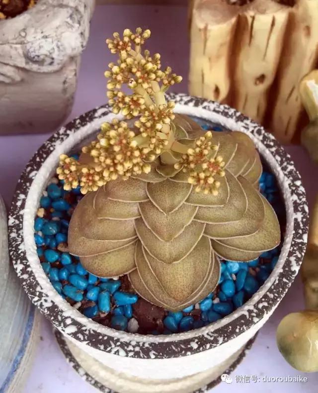 那些年我养过的多肉,这些年养过的花花草草