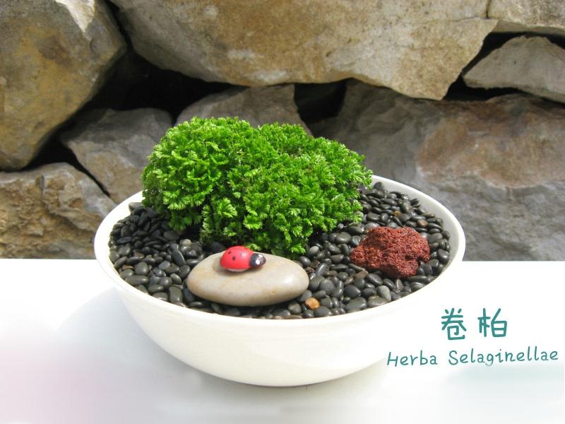 九死还魂草生长期,九死还魂草干枯多少年