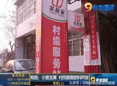 小麦扬花后麦叶尖发黄是怎么回事,小麦假化肥表现