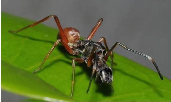 关于蜘蛛的一些可怕的事实