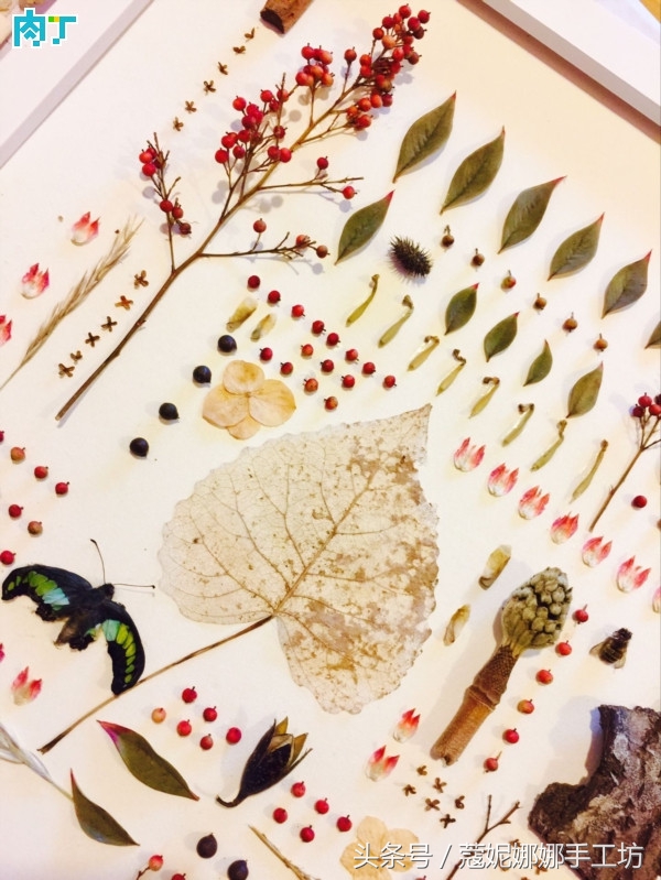 手工制作植物标本,手工标本制作植物花