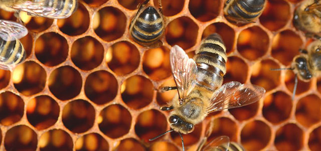 蜂胶能长期吃吗什么人适合吃蜂胶,蜂胶有几大作用