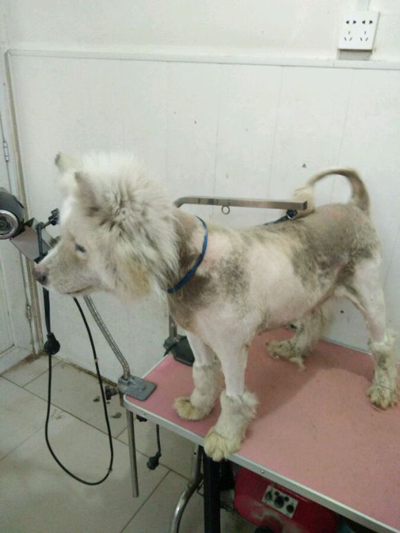 萨摩耶犬什么原因得皮肤病,萨摩耶幼犬皮肤病怎么治疗