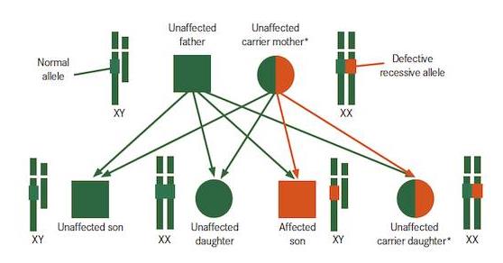 进行性肌营养不良症筛查,进行性肌营养不良问诊