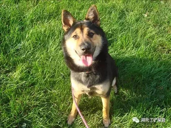 日本土狗为什么那么可爱,日本土狗是柴犬还是秋田犬