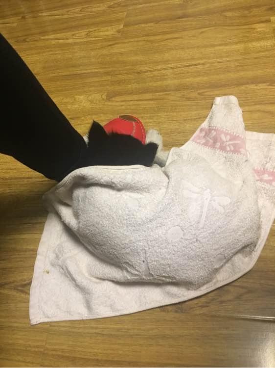 家里哈士奇很蠢怎么办,家里养的哈士奇太凶怎么办