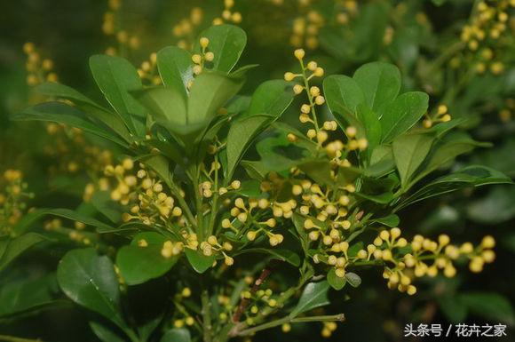 米兰怎么养才能旺盛小妙招,米兰花养殖方法冬天米兰怎么修剪