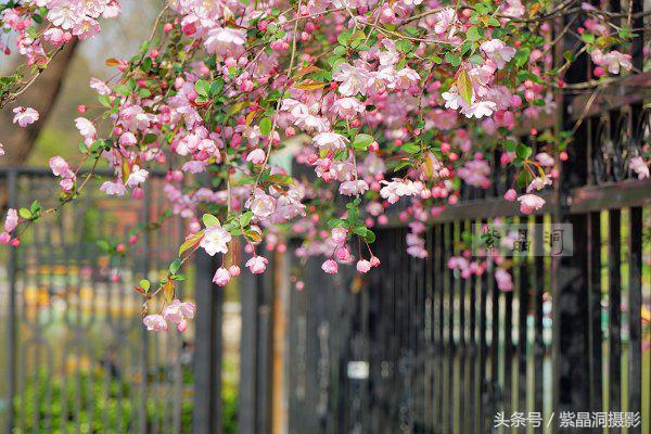上海看樱花公园,上海看樱花去同济大学