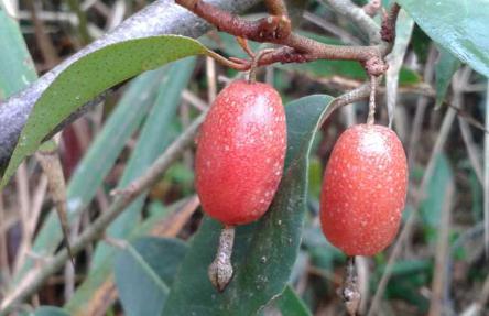 云南特产羊奶果什么样,云南有哪些野生羊奶果