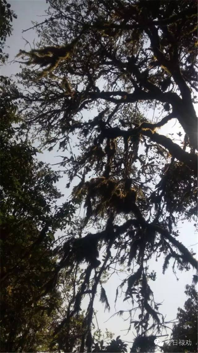 禄劝九龙石牛山原始森林,云南禄劝县团街镇卓干山原始森林