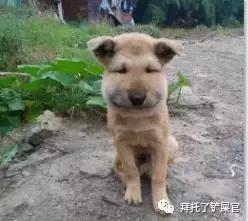 日本土狗为什么那么可爱,日本土狗是柴犬还是秋田犬