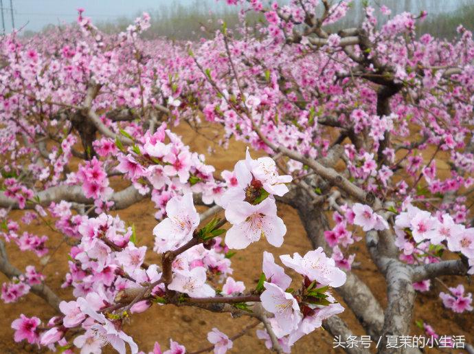 什么花吃对身体好又适合观赏,东北适合养又对健康有益的花