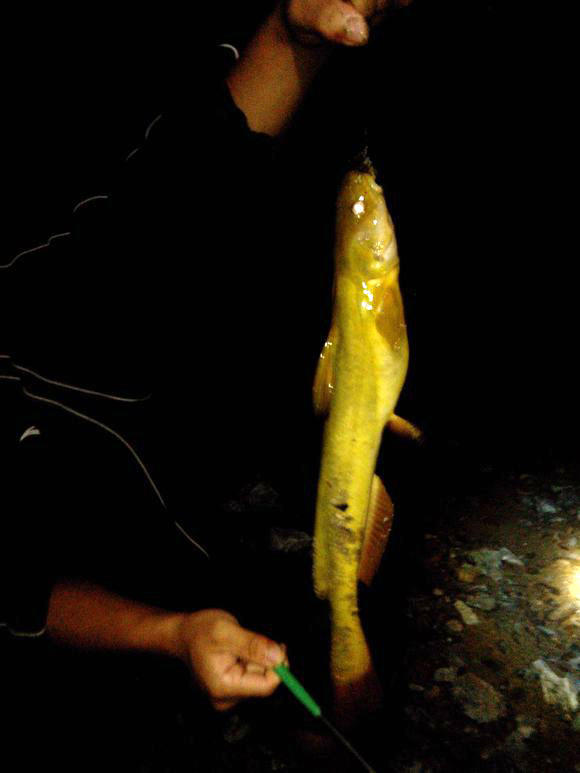 钓鱼的小虫子，有鱼必上钩，被誉为“动物人参”