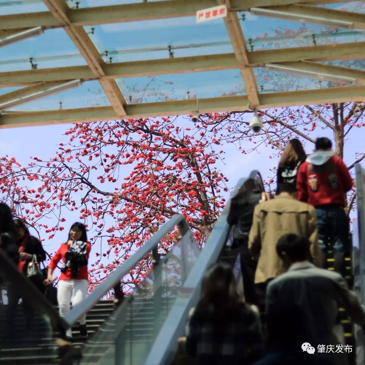 春暖花开正是踏青赏花的好时节,肇庆春日赏花的地方图片