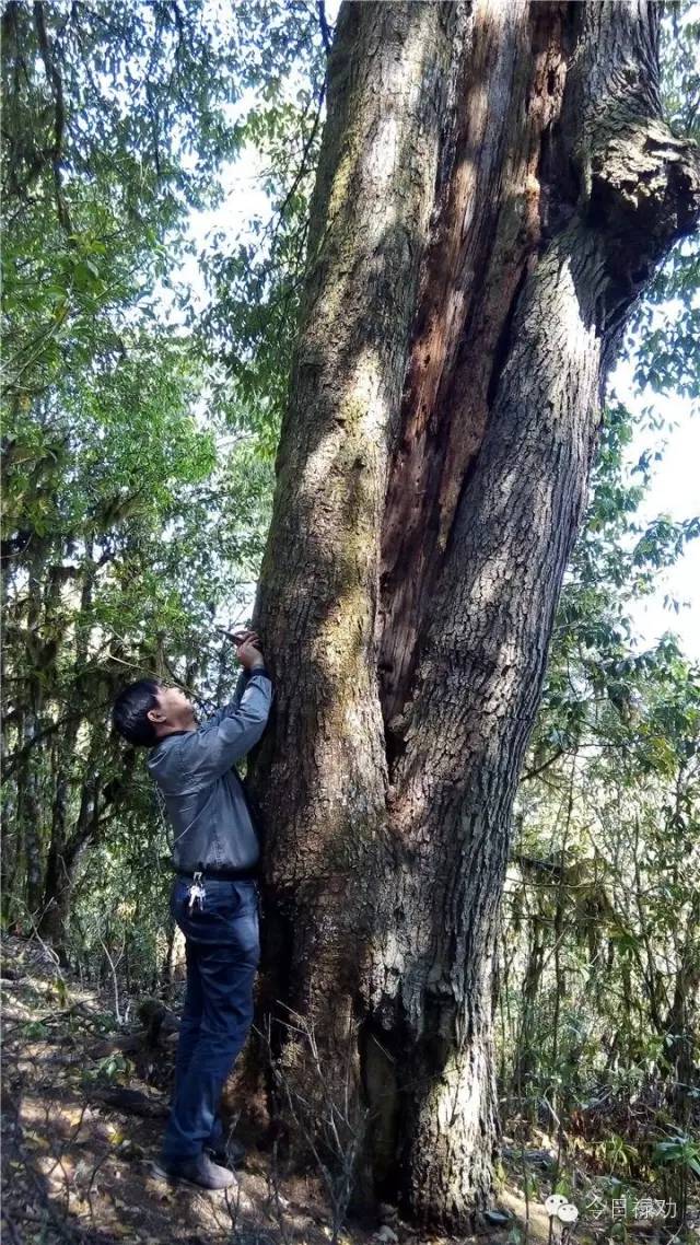 禄劝九龙石牛山原始森林,云南禄劝县团街镇卓干山原始森林