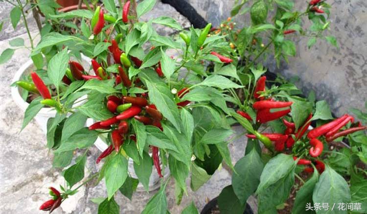 废物利用辣椒籽、发了芽的生姜别丢，几步让它变成阳台盆栽蔬菜