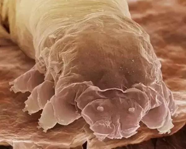 正是养膘好时节,春天到了驱虫