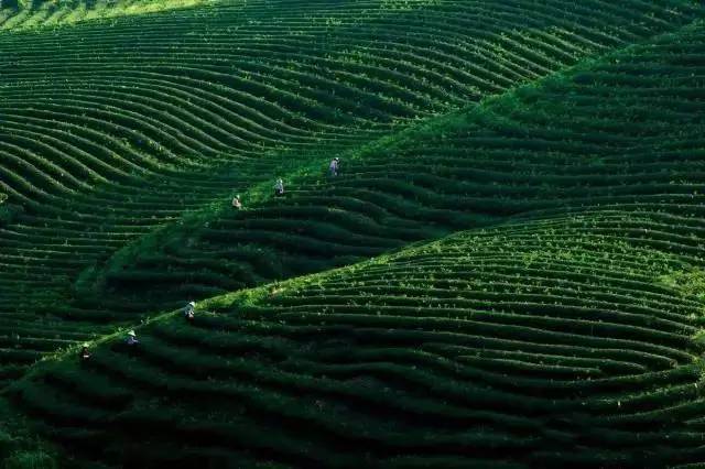 婺源绿茶,婺源绿茶千元以上啥茶
