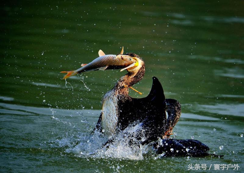 靠着千年传承的鸬鹚捕鱼，他们登上了央视的大屏幕！（附视频）
