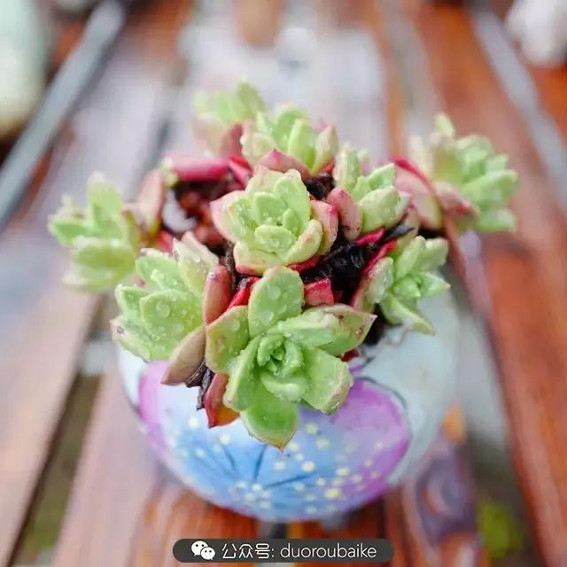 春雨多肉精品,包邮区的多肉