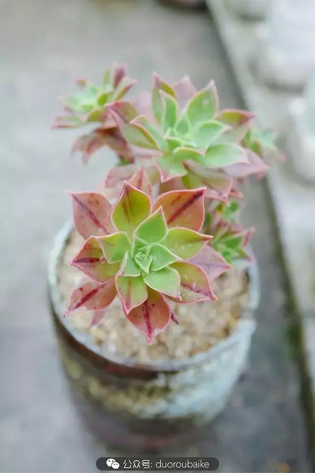 春雨多肉精品,包邮区的多肉