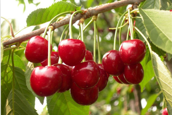 樱桃品种大全一览表,樱桃品种介绍大全