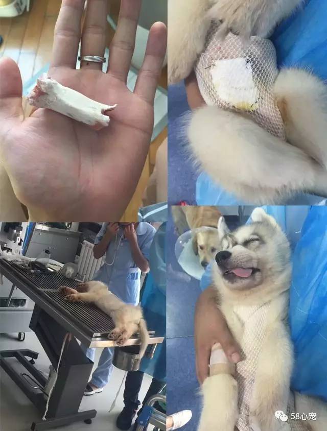 我是怎样把狗养死的：狗狗偷吃了1斤葡萄，差点被死神带走