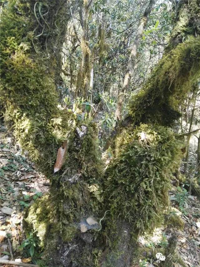 禄劝九龙石牛山原始森林,云南禄劝县团街镇卓干山原始森林