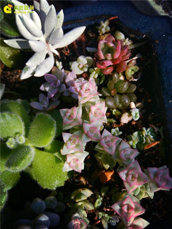 一个脚气患者的真实故事,关于癣有趣的故事