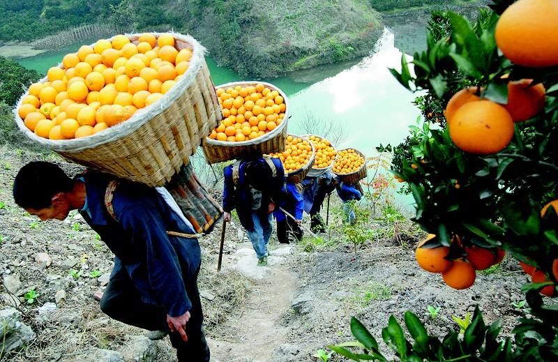 果农心声：透露大器晚成“伦晚”价格真相！